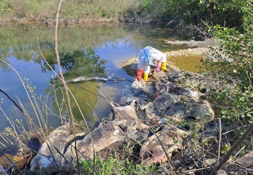 Ministarstvo upozorava: Odbacivanje leševa svinja može ugroziti čitav sektor, inspektori na terenu