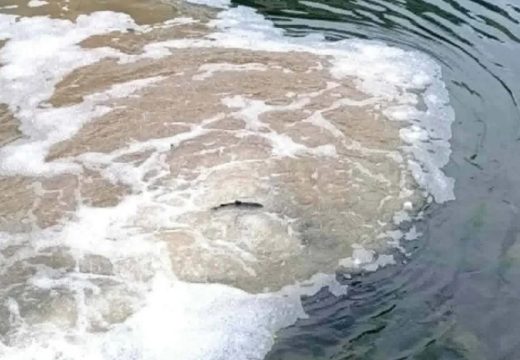 Veliko poribljavanje Drine: U rijeke i jezera pušteno 5.000 kilograma mlađi