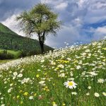 Sušno ljeto ili rodna godina: Evo šta kaže vjerovanje ako na Đurđevdan sija sunce