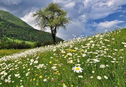Sušno ljeto ili rodna godina: Evo šta kaže vjerovanje ako na Đurđevdan sija sunce