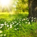 Sunce preuzima dan: Temperatura danas ide do 25 stepeni