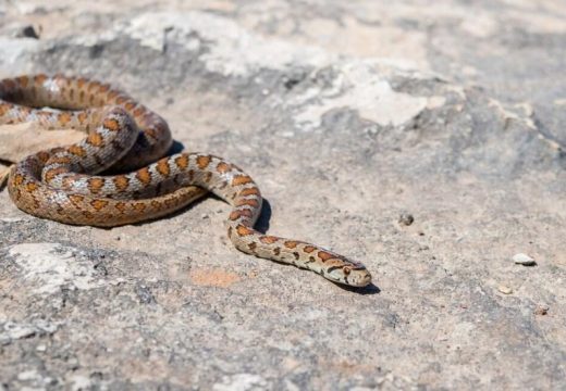 Šukalo: Zmije nisu razlog za paniku, samo je potreban oprez i ne dirati ih