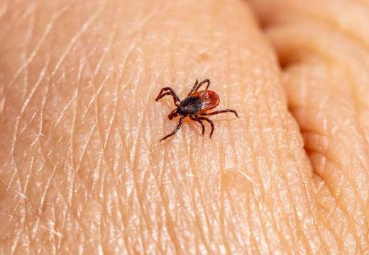 Budite oprezni: Kako se zaštititi od krpelja i šta treba da uradite ako vas ipak ugrize