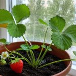 Zaboravite na kupovno: Posadite ove biljke u saksije i berite plodove za nekoliko mjeseci
