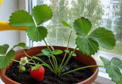 Zaboravite na kupovno: Posadite ove biljke u saksije i berite plodove za nekoliko mjeseci