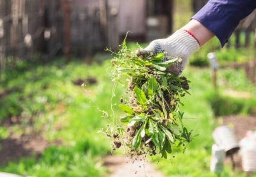 Savjeti: Prirodni načini za uništavanje korova bez hemikalija