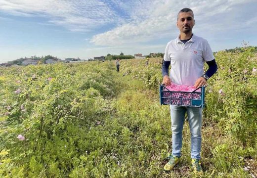 Kada se za porodični biznis odabere uzgoj ruža: Opojni miris ružinih latica širi se Semberijom