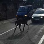 Travnik: Ždrijebe zaustavilo saobraćaj u gradu u BiH (Video)