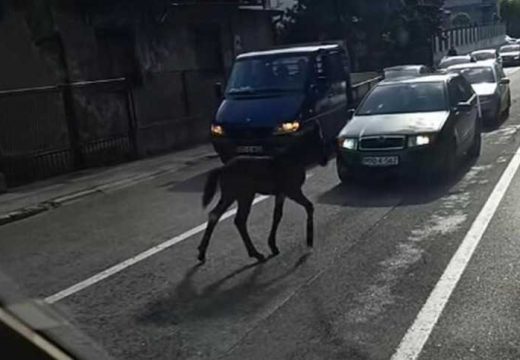 Travnik: Ždrijebe zaustavilo saobraćaj u gradu u BiH (Video)