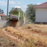 Žetva ječma pri kraju, uskoro i žetva pšenice: Žetva pšenice počinje za sedam do deset dana (Foto)