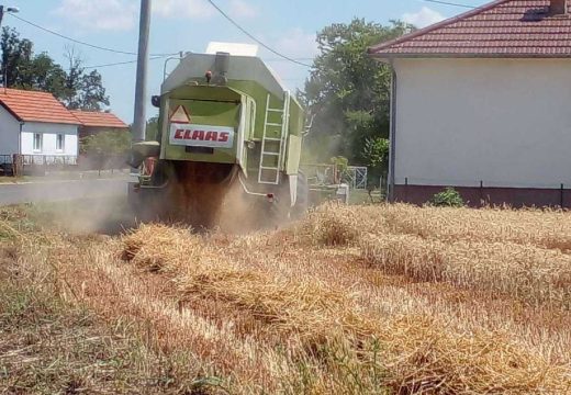 Žetva ječma pri kraju, uskoro i žetva pšenice: Žetva pšenice počinje za sedam do deset dana (Foto)