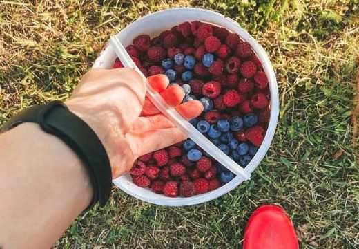 BiH: Počela berba borovnica i malina; Cijene idu i do 20 KM