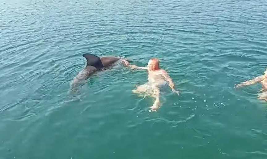 Delfin