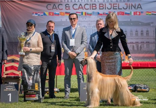 Istorijski uspjeh Kinološkog udruženja “Semberija”: Stiže saglasnost za ispite i takmičenja pasa (FOTO)