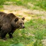 Upozorenje stanovnicima grada u Srpskoj: Uočen medvjed, oprez