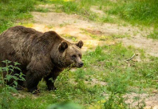 Upozorenje stanovnicima grada u Srpskoj: Uočen medvjed, oprez