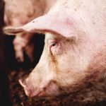 Bijeljina: Potvrđena afrička kuga svinja