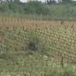 Nevrijeme opustošilo cijelo selo: Šteta je iznad 100 odsto