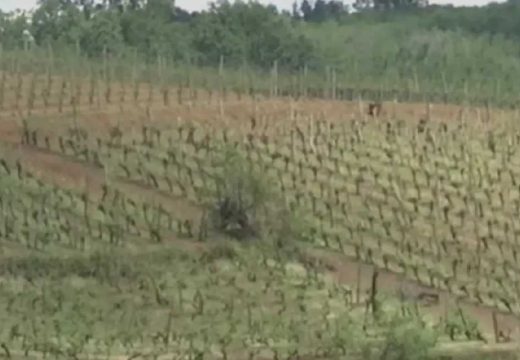 Nevrijeme opustošilo cijelo selo: Šteta je iznad 100 odsto