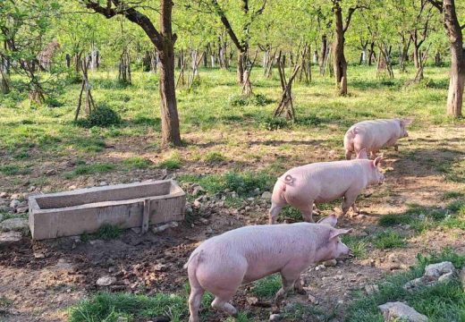 “Situacija je stabilna”: Kakva je epizootiološka situacija u Srpskoj? (Video)