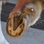 Tragedija u Hrvatskoj: Kobila jednim udarcem usmrtila veterinara