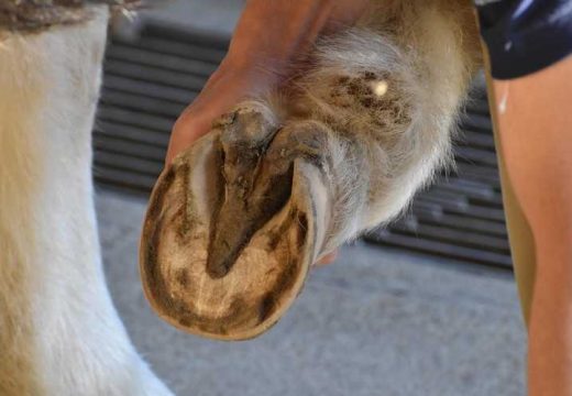 Tragedija u Hrvatskoj: Kobila jednim udarcem usmrtila veterinara