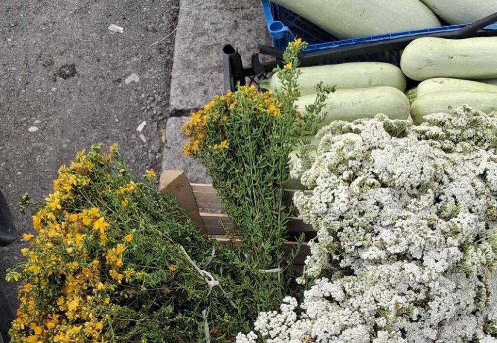 Iz prirode: Na Zelenoj pijaci u Bijeljini u ponudi svježi vrganji i ljekovito bilje (Foto)