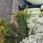 Iz prirode: Na Zelenoj pijaci u Bijeljini u ponudi svježi vrganji i ljekovito bilje (Foto)