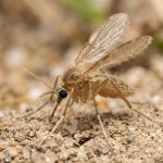 Opasni insekti u Srbiji: Bubice aktivne noću, prenose ozbiljne bolesti