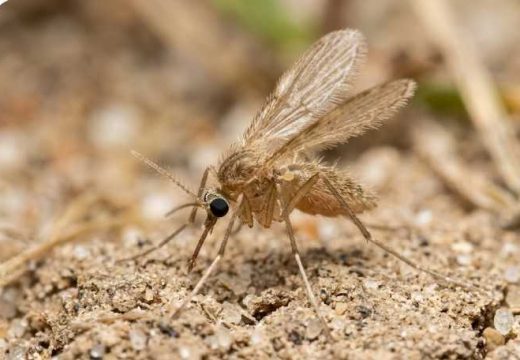Opasni insekti u Srbiji: Bubice aktivne noću, prenose ozbiljne bolesti