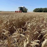 Pali prvi otkosi na pšeničnim poljima: Počela žetva pšenice u Semberiji