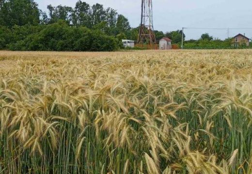 Srbac: Na “Danima polja strnih žita” u Kladarima predstavljena 51 sorta ozimih usjeva (Video)