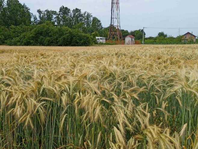žita