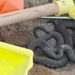 Region: Zmija među dječjim igračkama na crnogorskoj plaži (Foto)