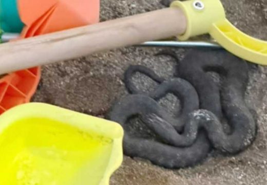 Region: Zmija među dječjim igračkama na crnogorskoj plaži (Foto)