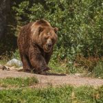 Medvjed usmrtio konja kod Foče: “Da mi je neko nudio 10.000 KM, ne bih ga dao”