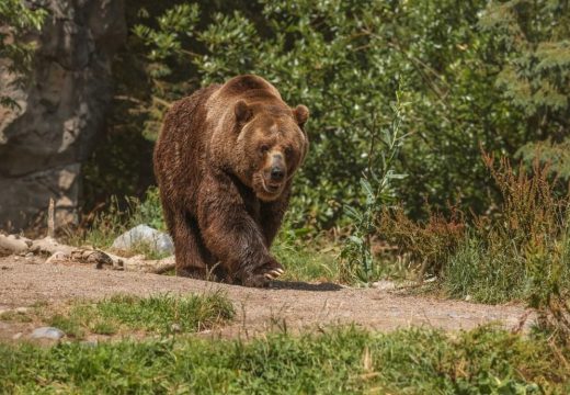 Medvjed usmrtio konja kod Foče: “Da mi je neko nudio 10.000 KM, ne bih ga dao”