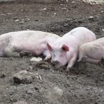 Svinja vam odjednom ne jede i samo leži: Evo kako da prepoznate svinjsku kugu