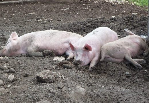 Svinja vam odjednom ne jede i samo leži: Evo kako da prepoznate svinjsku kugu