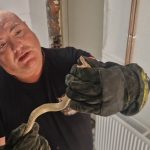 Srbija: Zmijolovac izvukao poskoka iz zida kuće; Evo šta savjetuje građanima (Video)