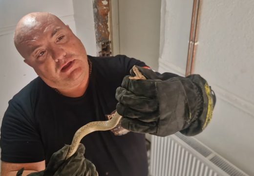 Srbija: Zmijolovac izvukao poskoka iz zida kuće; Evo šta savjetuje građanima (Video)