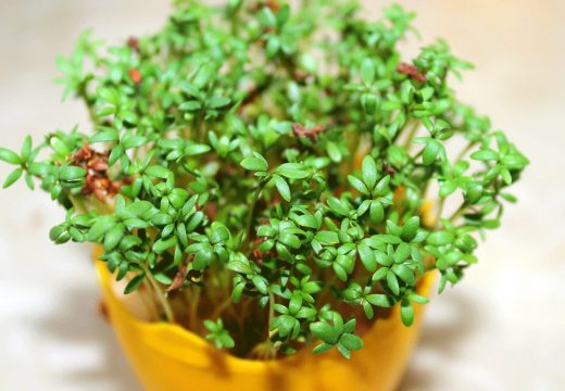 Mala nutritivna zvijezda: Koliko je kresa zaista zdrava?