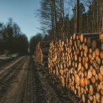 Popust za “redovnu mušteriju” koji i dalje boli: Drva skuplja i do 40 KM, građani kukaju, a izbora nemaju