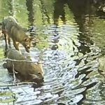 Pogledajte video: Kamere u Plitvičkim jezerima snimile zanimljiv prizor