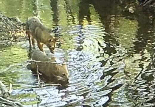 Pogledajte video: Kamere u Plitvičkim jezerima snimile zanimljiv prizor