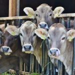 Alarm u Srednjobosanskom kantonu: Bruceloza se pojavila na 39 imanja