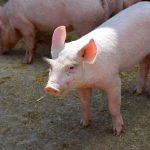 Pogledajte cijene: Prasići duplo jeftiniji, a pečenje i dalje luksuz