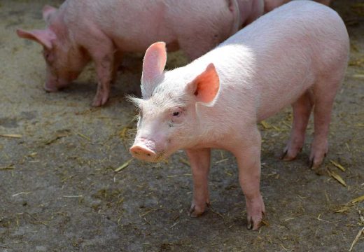 Pogledajte cijene: Prasići duplo jeftiniji, a pečenje i dalje luksuz