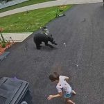 SAD: Haski otjerao medvjeda i zaštitio šestogodišnjeg dječaka (Video)
