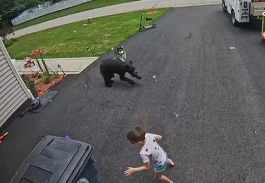 SAD: Haski otjerao medvjeda i zaštitio šestogodišnjeg dječaka (Video)